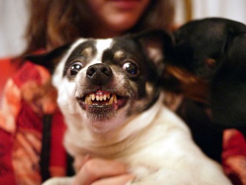 A veszettség okozta halálestek 97%-ért a kutyák a felelősek!